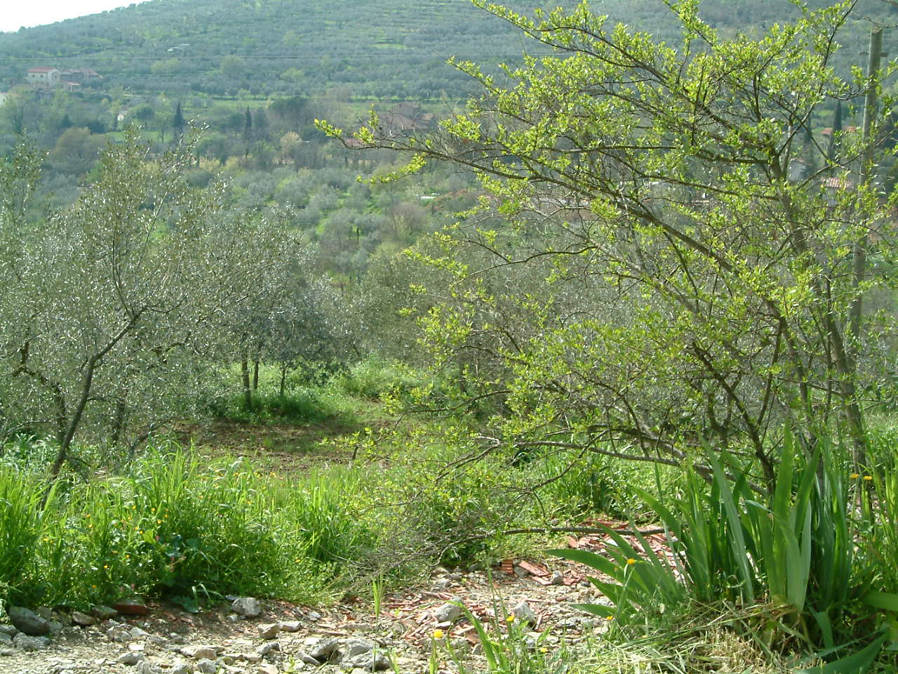 Local Environment 4